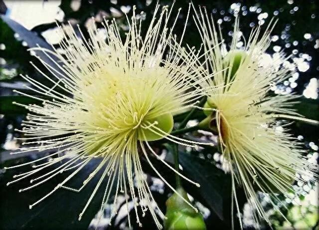 你见过这种水果吗?蒲桃……
