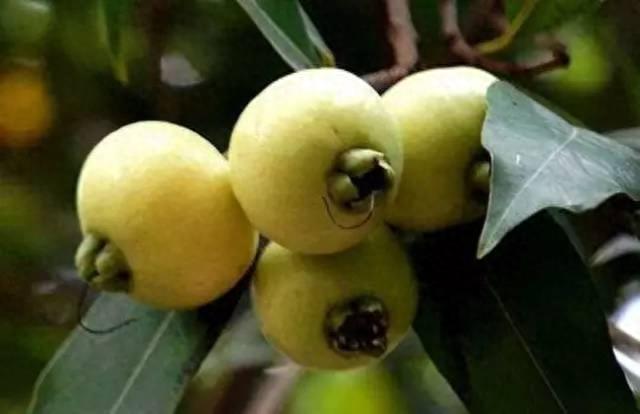 你见过这种水果吗?蒲桃……