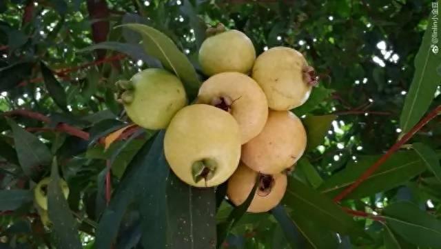 你见过这种水果吗?蒲桃……