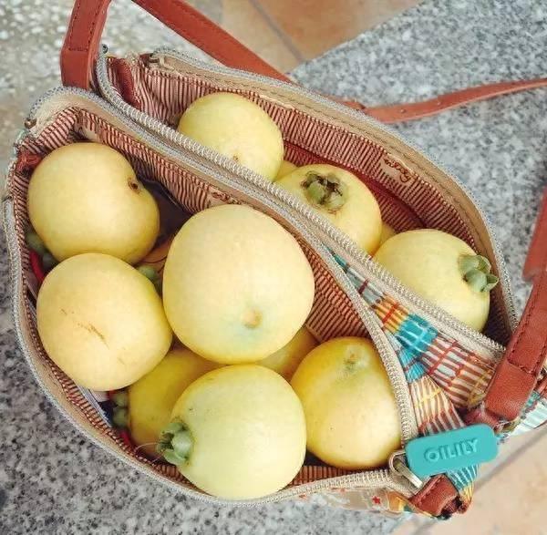 你见过这种水果吗?蒲桃……