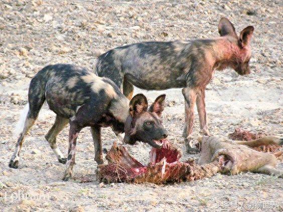 动物世界-非洲野犬