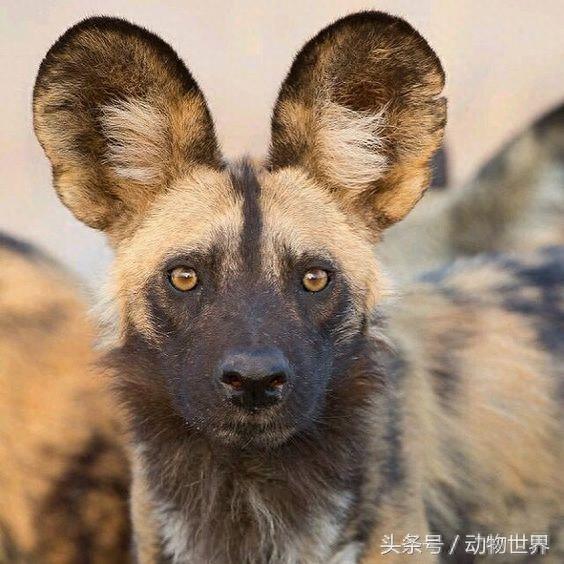 动物世界-非洲野犬