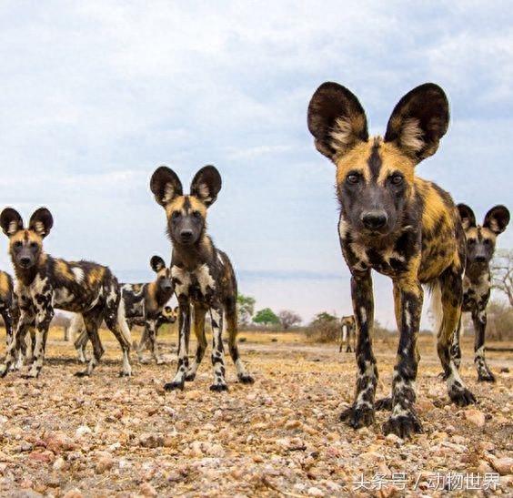 动物世界-非洲野犬