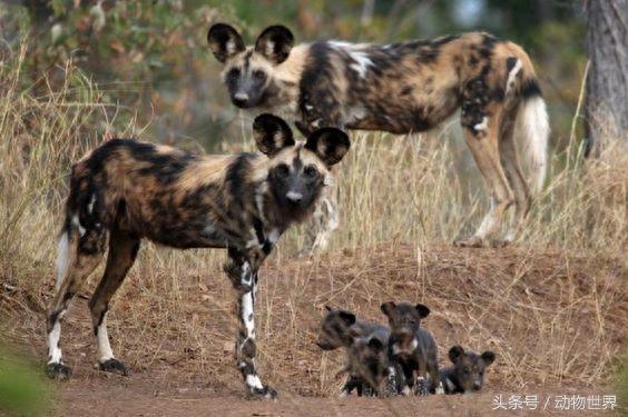 动物世界-非洲野犬
