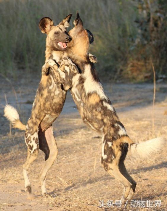 动物世界-非洲野犬