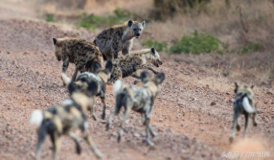 动物世界-非洲野犬