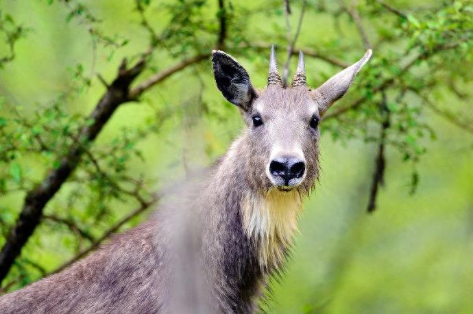 斑羚：外形特征