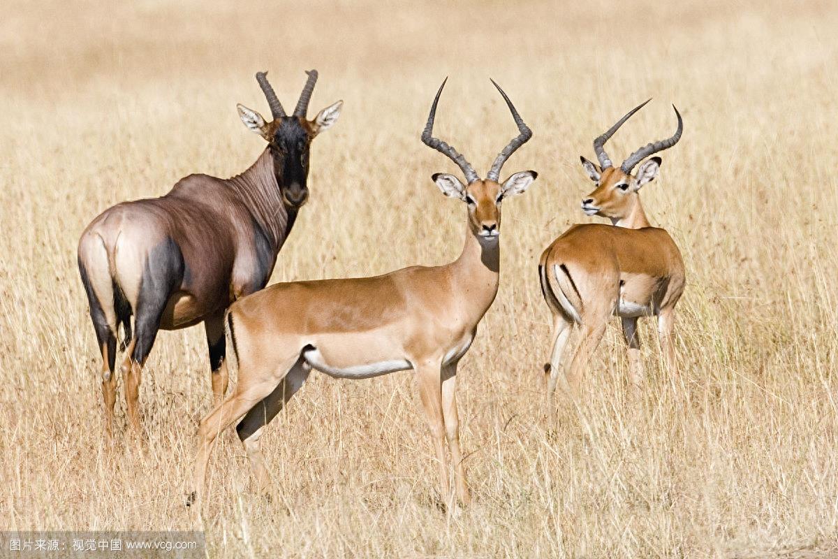 斑羚：外形特征