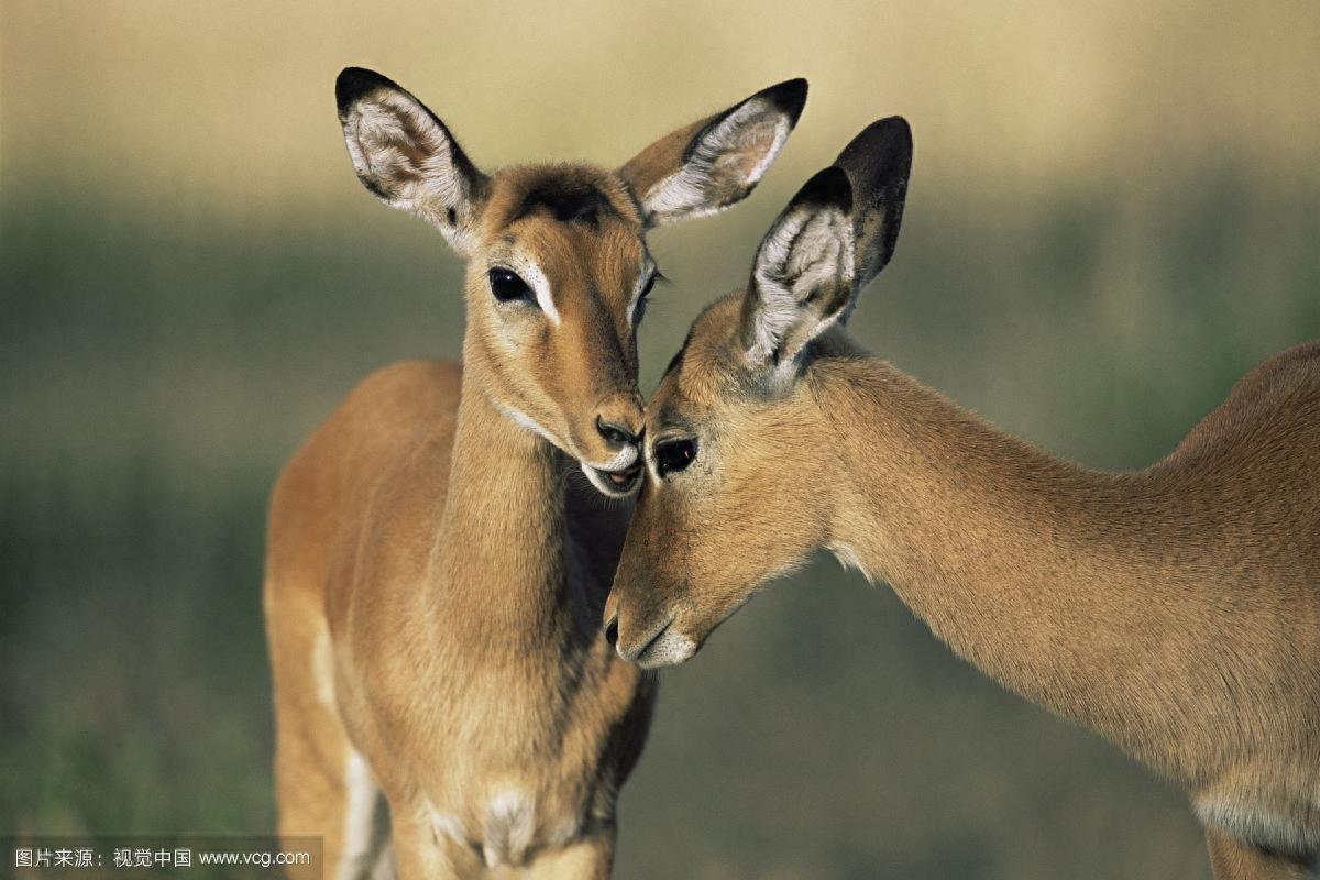 斑羚：外形特征