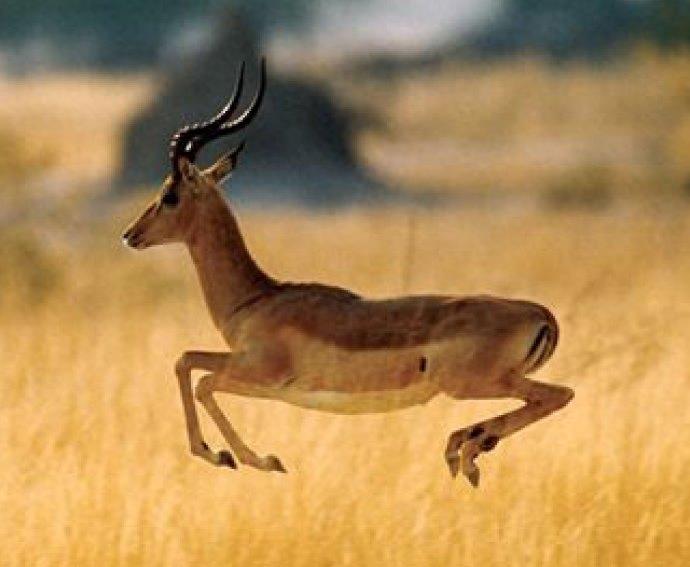 斑羚：外形特征