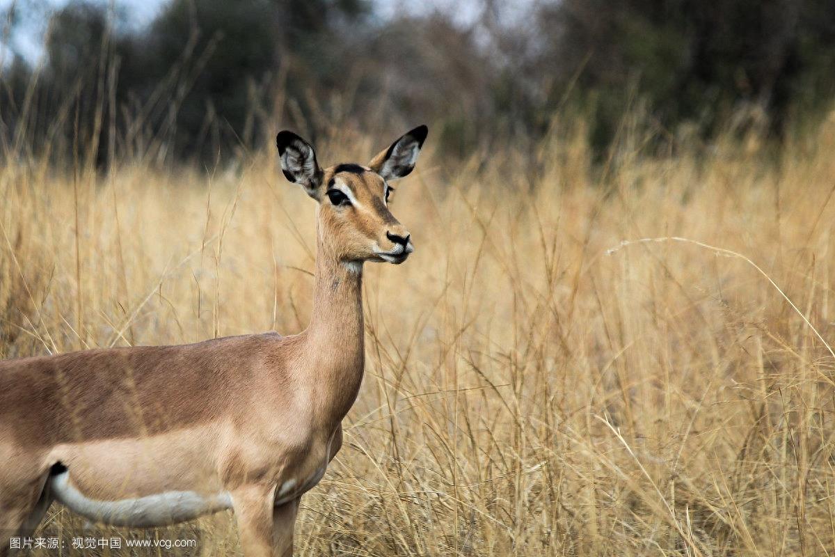 斑羚：外形特征