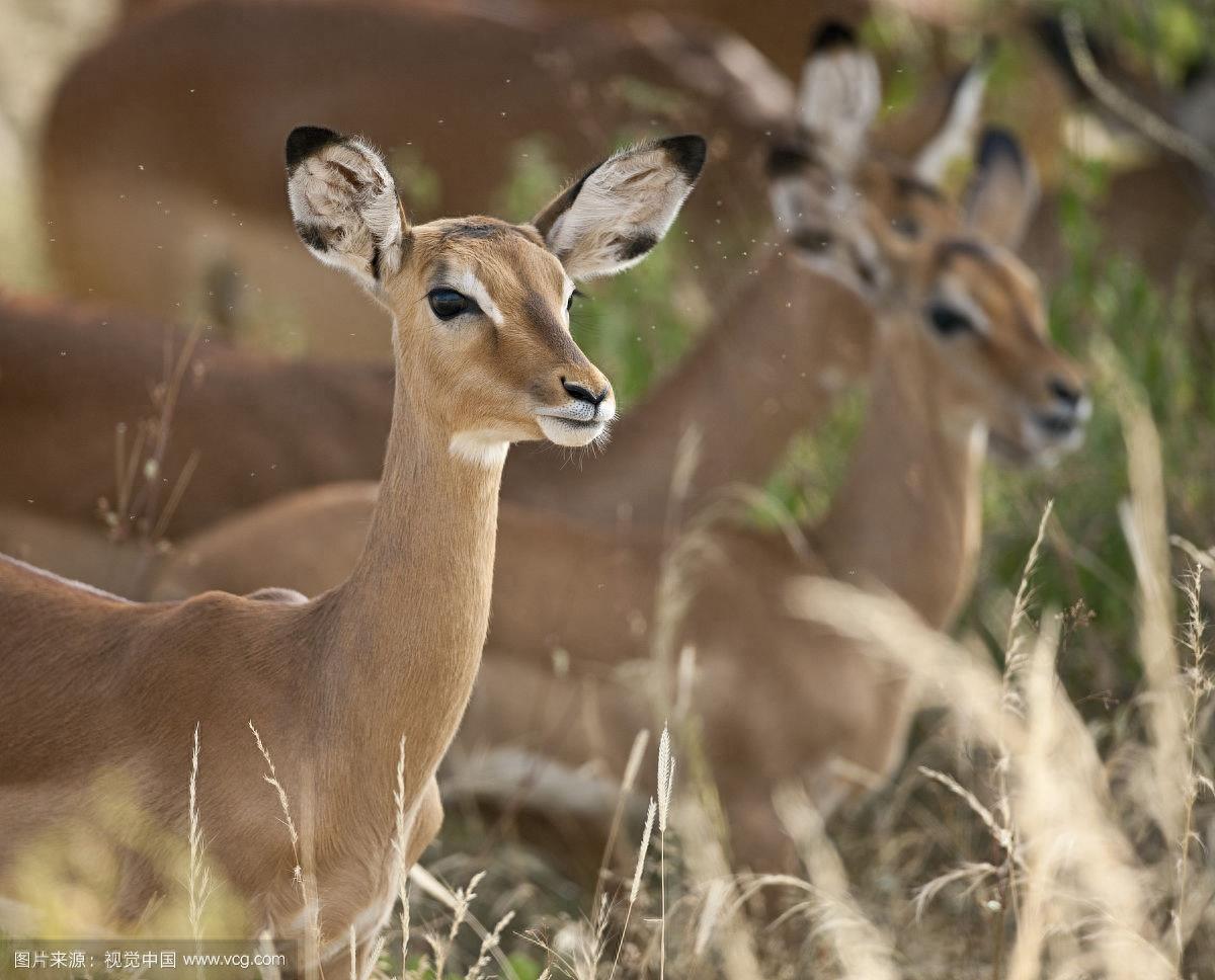 斑羚：外形特征