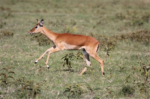 斑羚：外形特征
