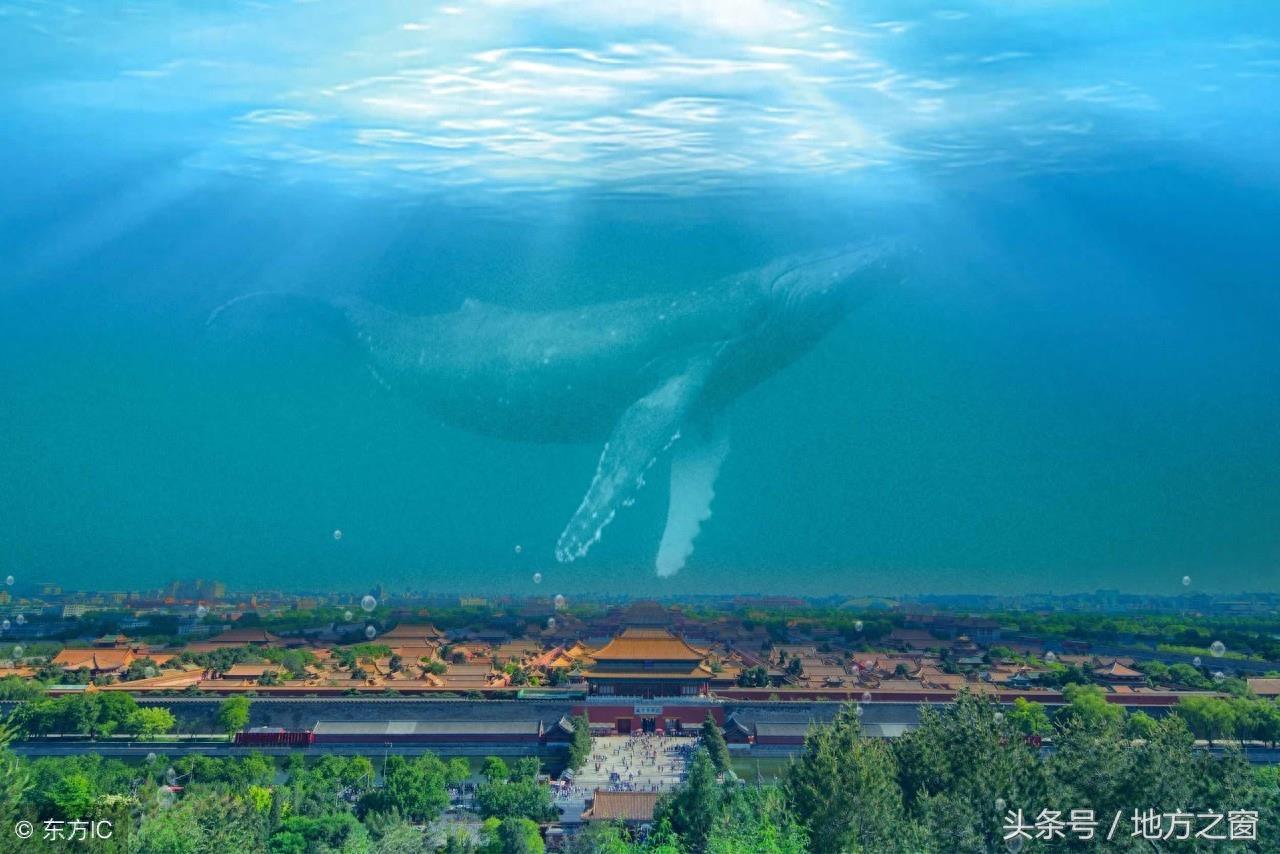 传说中的“鲲”,是否真的存在?