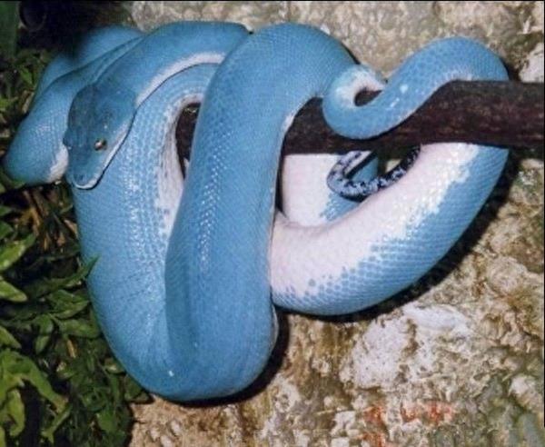 长相标致，颜色艳丽的蓝蛇，谁都想不到它这么厉害