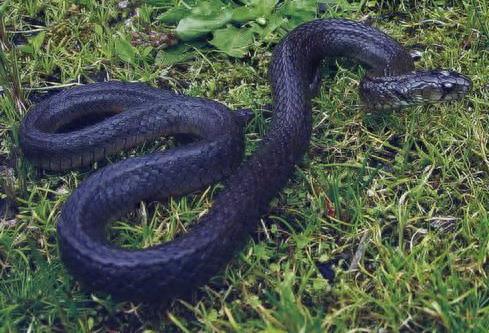 长相标致，颜色艳丽的蓝蛇，谁都想不到它这么厉害