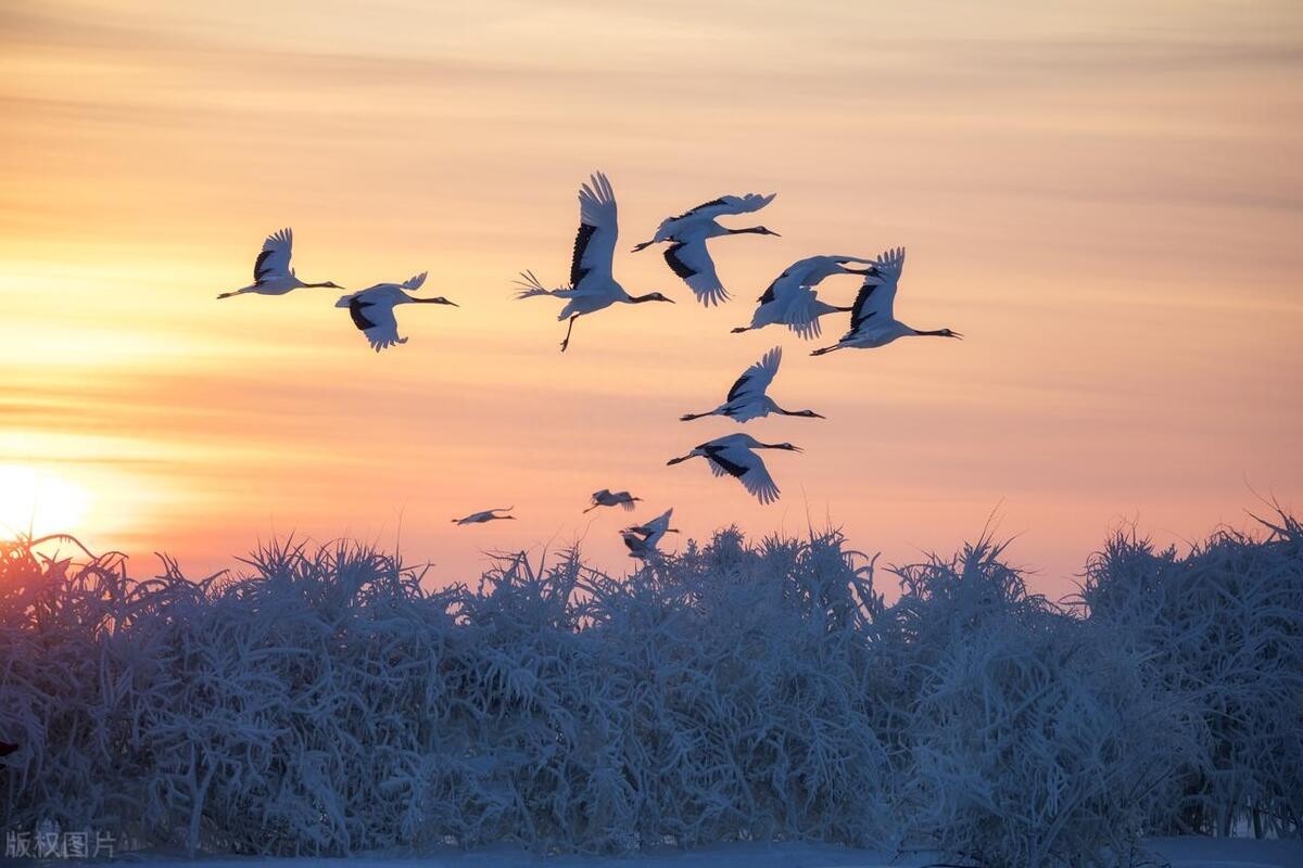 齐齐哈尔是哪个省，齐齐哈尔城市概况-