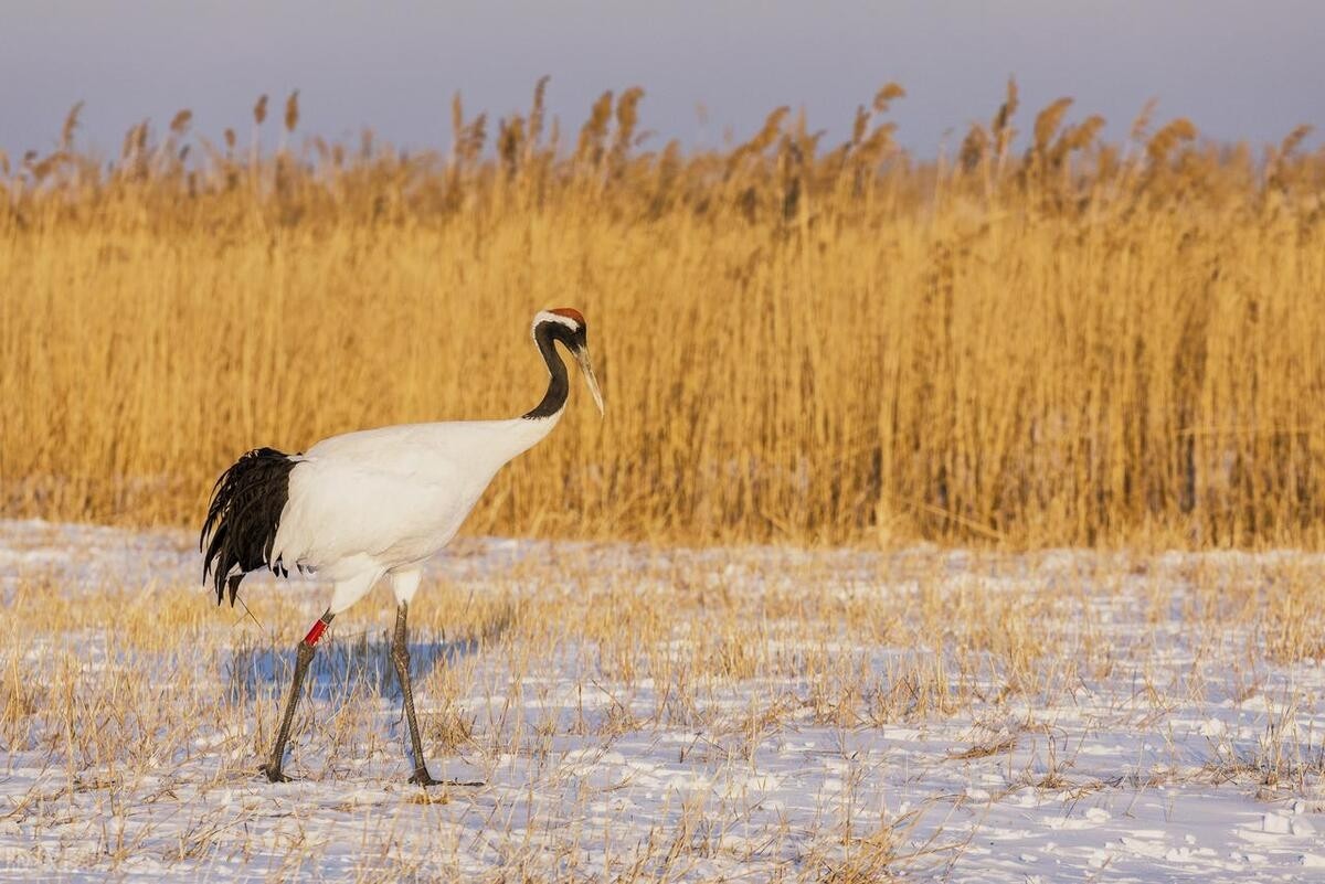 齐齐哈尔是哪个省，齐齐哈尔城市概况-