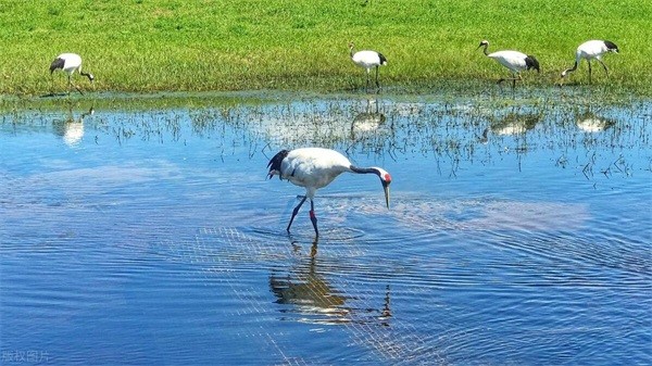 齐齐哈尔是哪个省，齐齐哈尔城市概况-