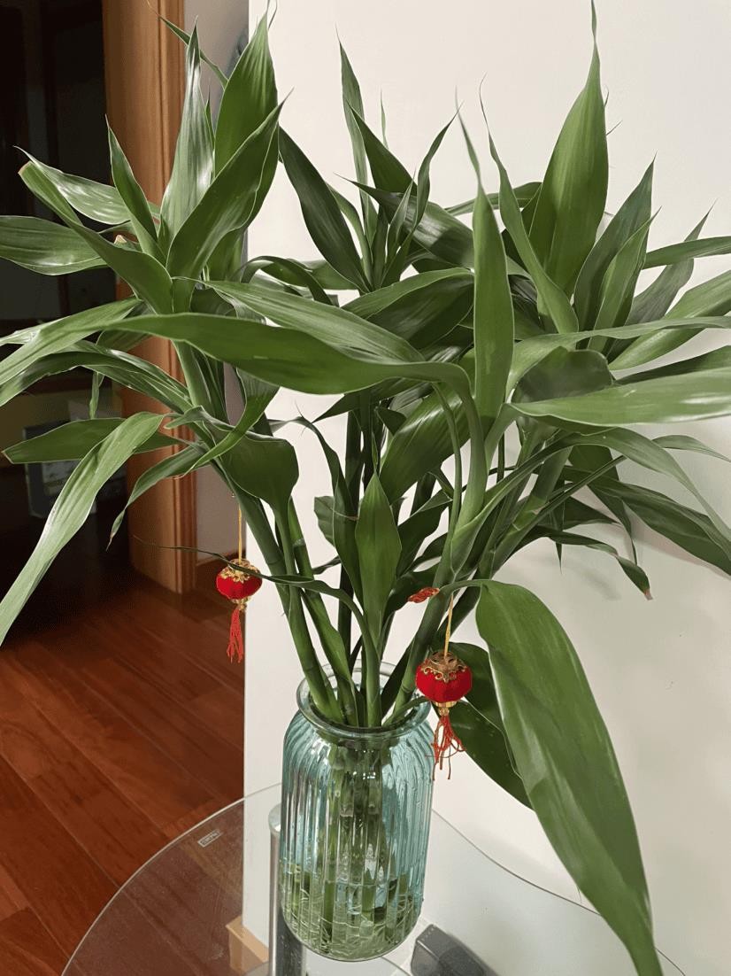 卫生间养什么植物可以去除异味（卫生间适合养什么花和植物好）