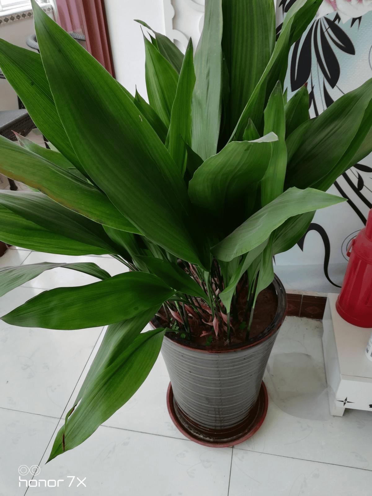 卫生间养什么植物可以去除异味（卫生间适合养什么花和植物好）