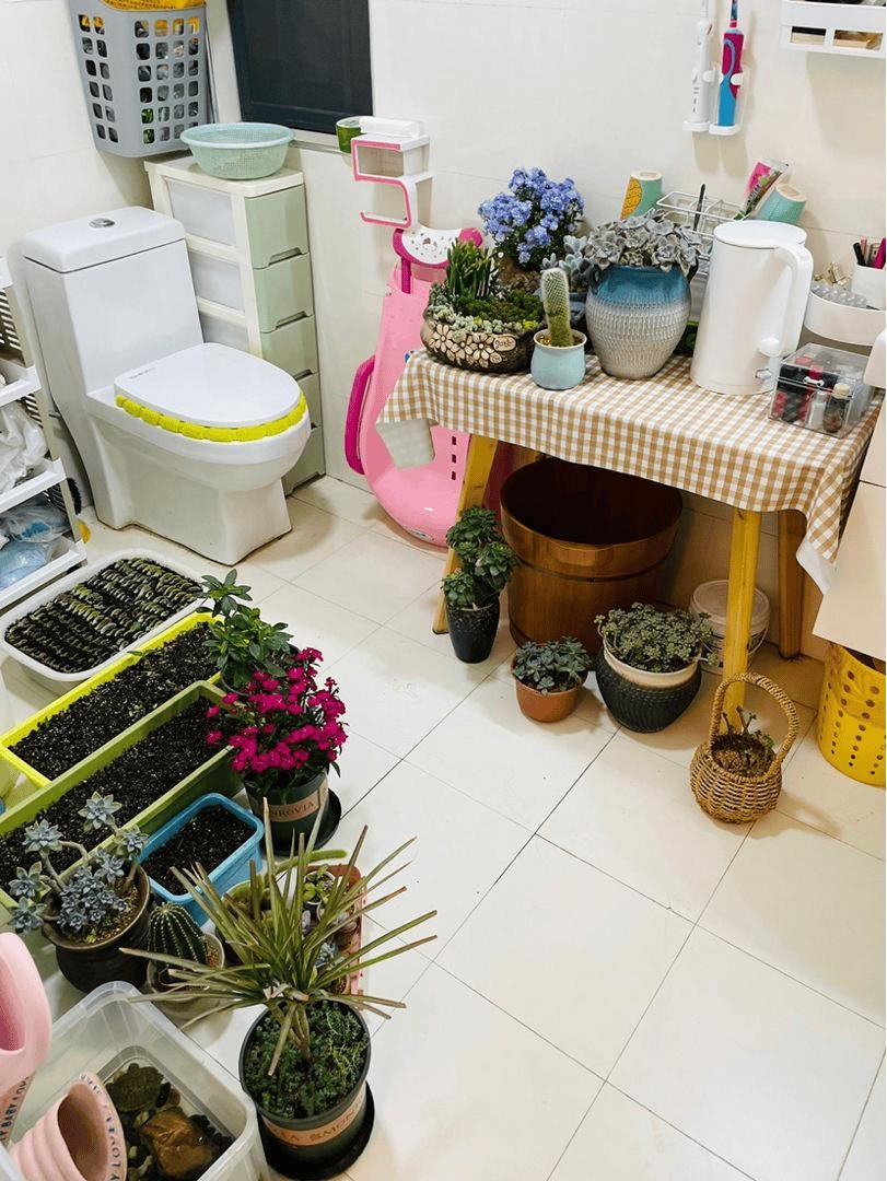 卫生间养什么植物可以去除异味（卫生间适合养什么花和植物好）