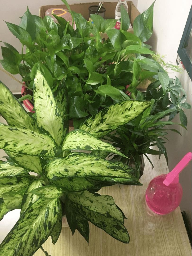 卫生间养什么植物可以去除异味（卫生间适合养什么花和植物好）