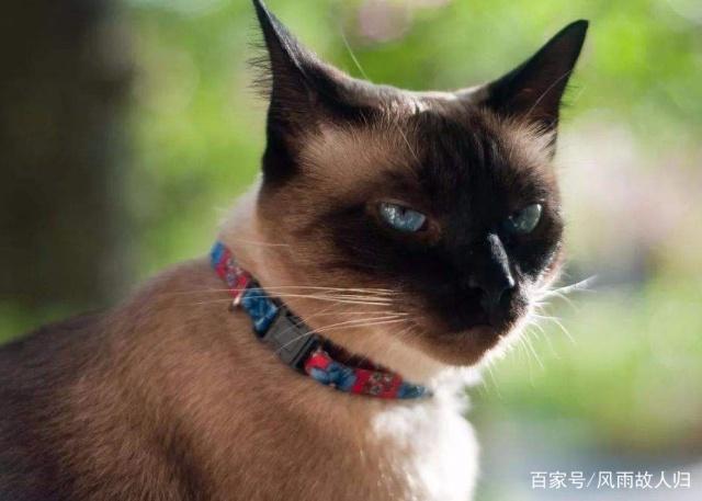 加州闪亮猫是闪亮的么加州闪亮的猫是怎么由来的呢，来了解下吧