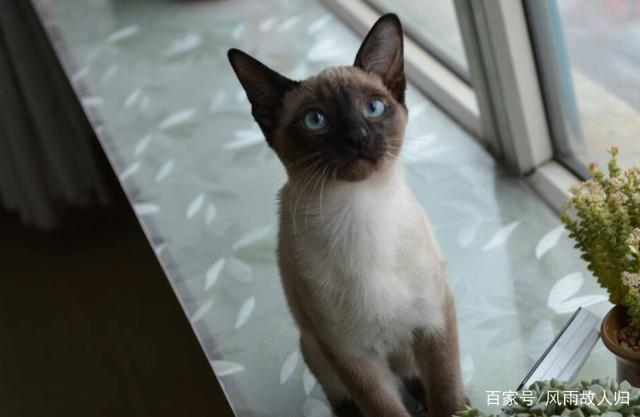 加州闪亮猫是闪亮的么加州闪亮的猫是怎么由来的呢，来了解下吧