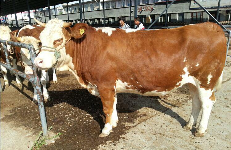 养十头牛一年的利润(养十头牛的成本和利润是多少)