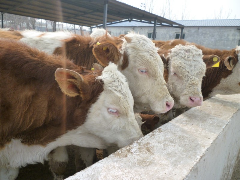 养十头牛一年的利润(养十头牛的成本和利润是多少)