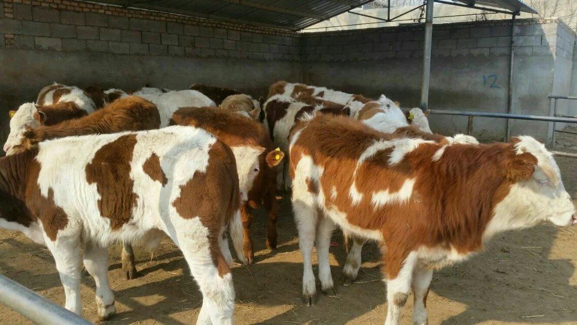 养十头牛一年的利润(养十头牛的成本和利润是多少)