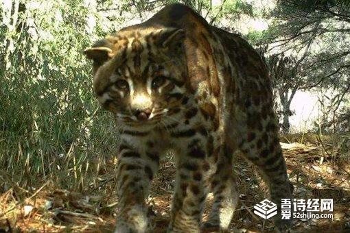 虎生三子必有一彪是什么意思