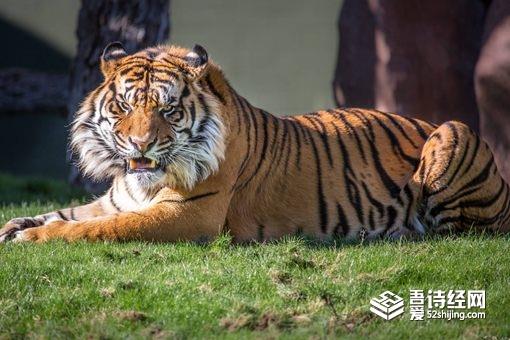 虎生三子必有一彪是什么意思