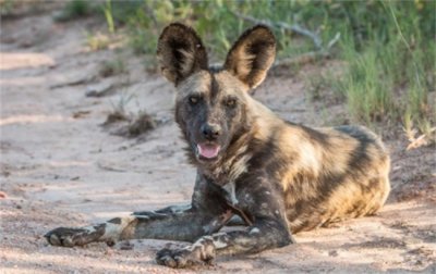 ​吕后真的是因为苍狗吓死的吗？（事实）