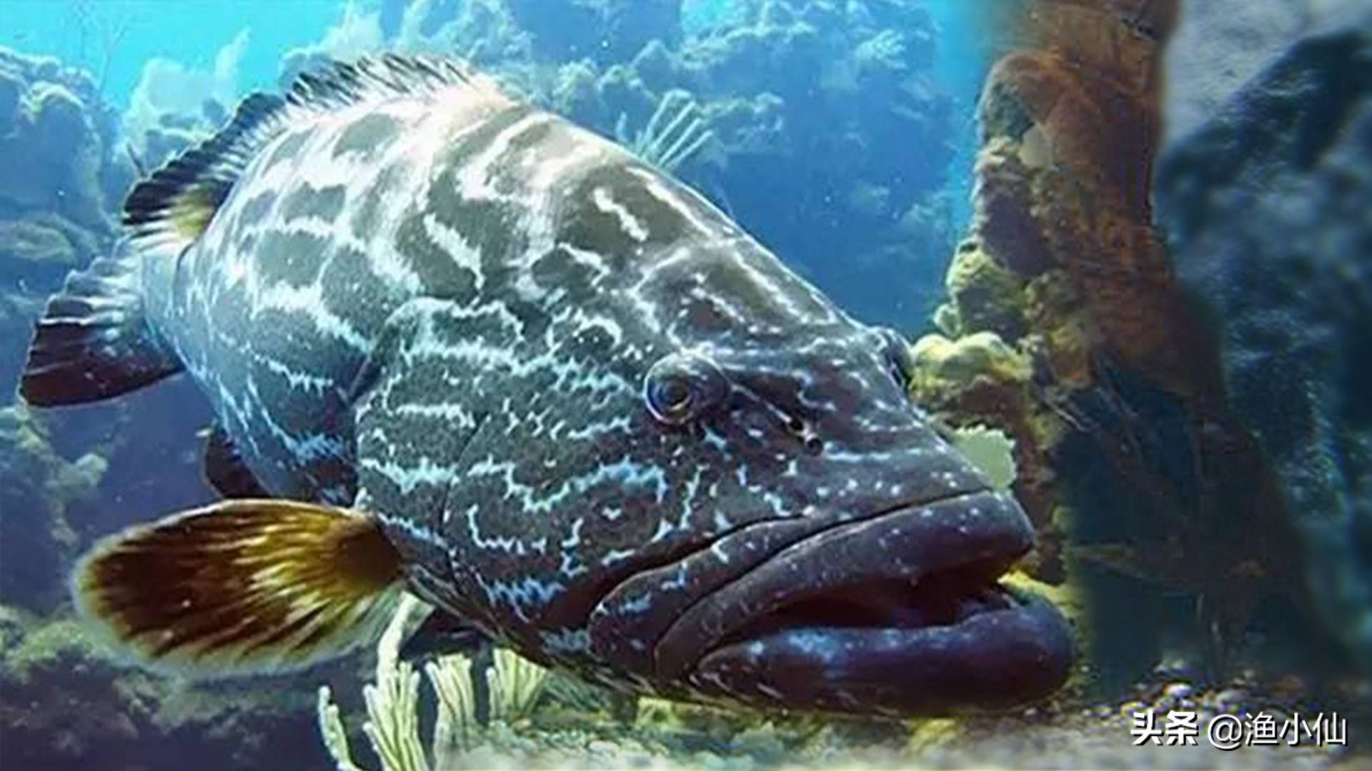 巨石斑鱼是石斑鱼类中体型最大者，所以被称为“石斑之王”