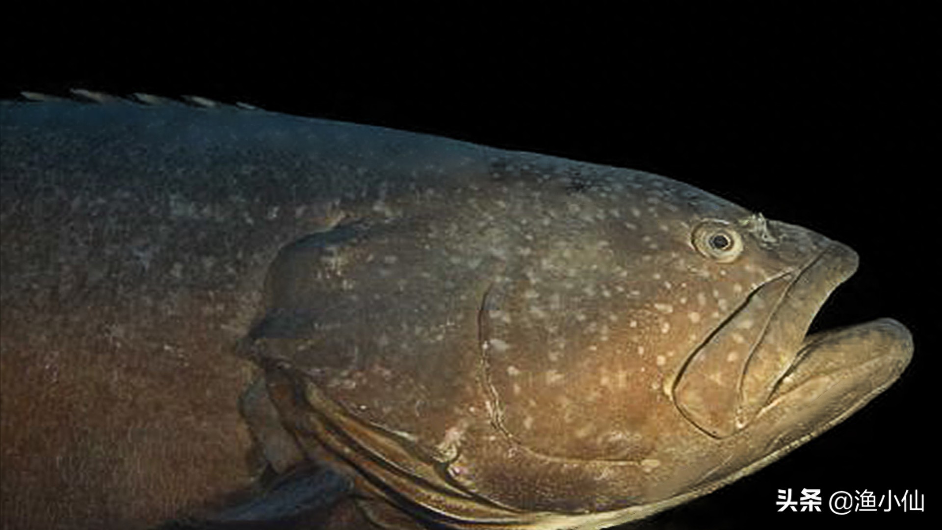 巨石斑鱼是石斑鱼类中体型最大者，所以被称为“石斑之王”