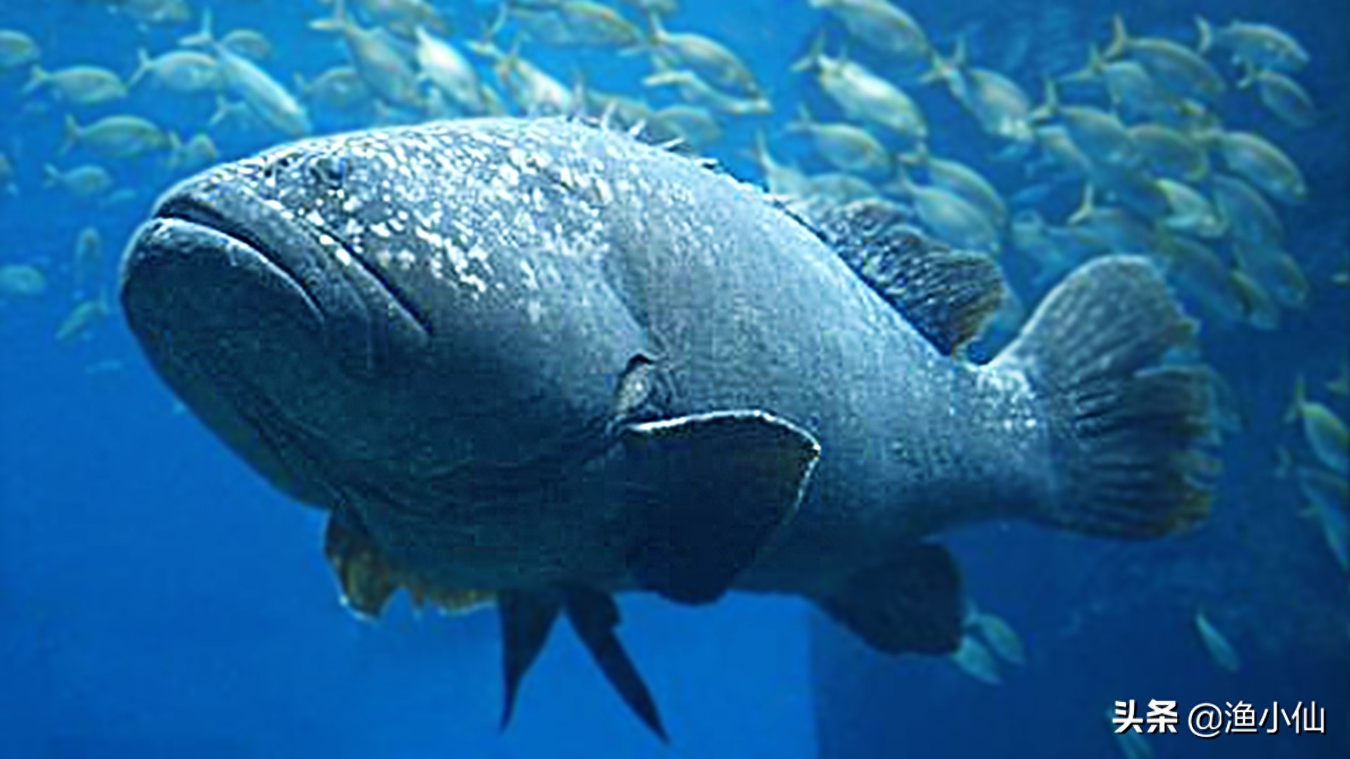 巨石斑鱼是石斑鱼类中体型最大者，所以被称为“石斑之王”