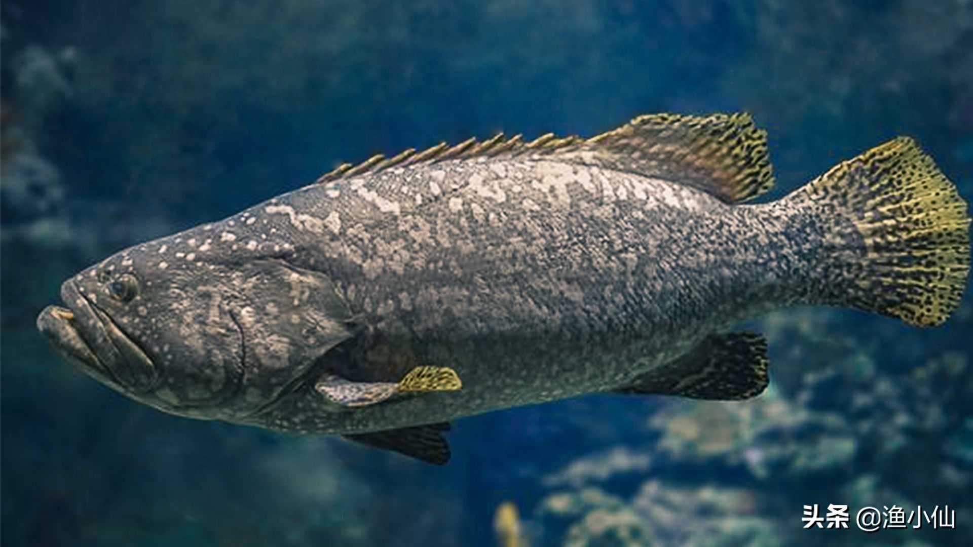 巨石斑鱼是石斑鱼类中体型最大者，所以被称为“石斑之王”