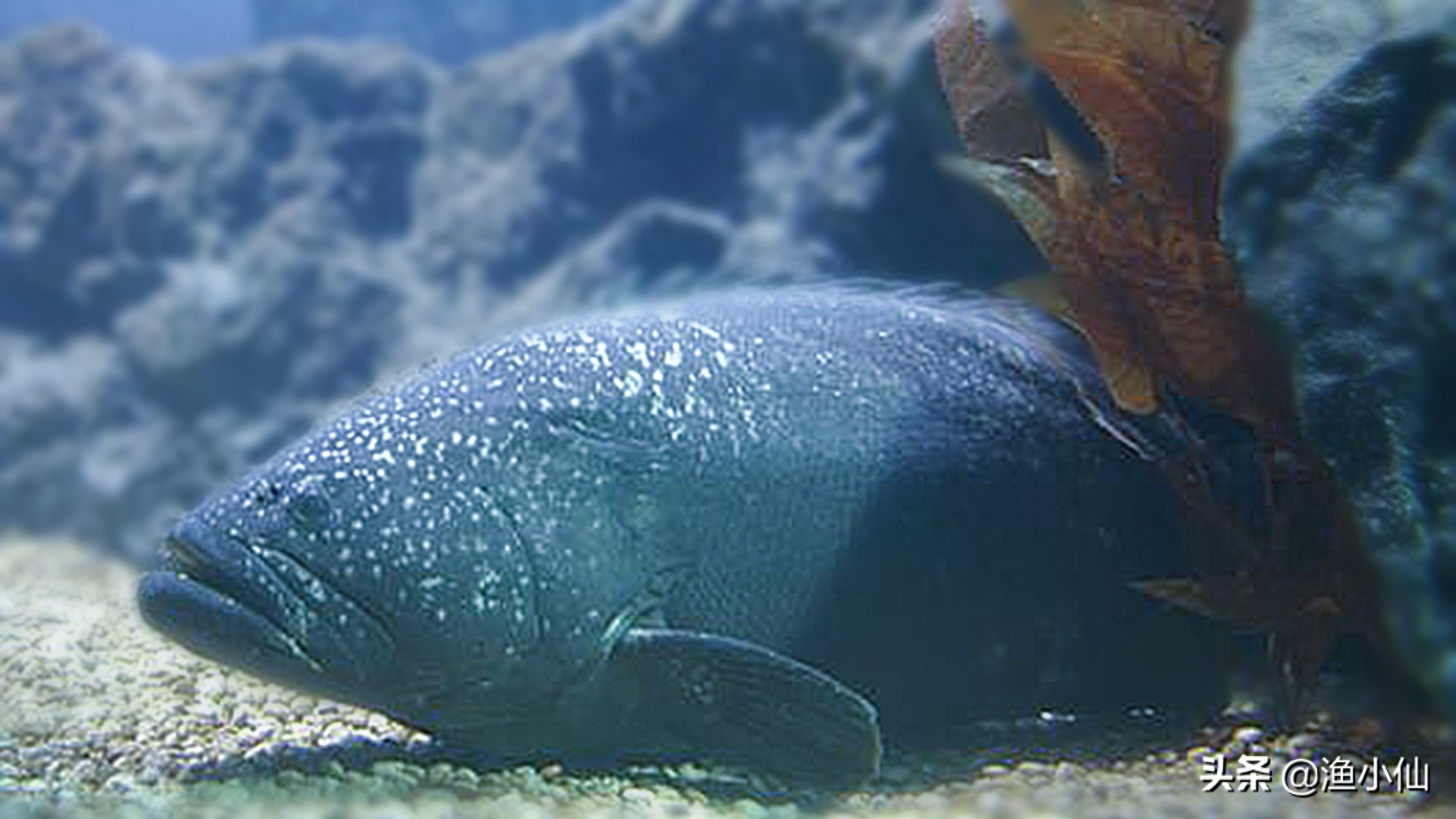 巨石斑鱼是石斑鱼类中体型最大者，所以被称为“石斑之王”