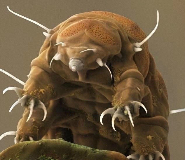 永远都不会死的“多嗜极生物”水熊虫，可爱只是表象