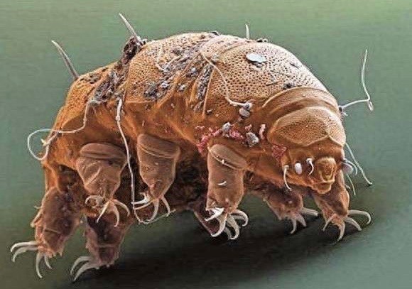 永远都不会死的“多嗜极生物”水熊虫，可爱只是表象