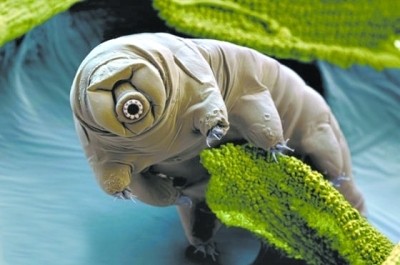 永远都不会死的“多嗜极生物”水熊虫，可爱只是表象