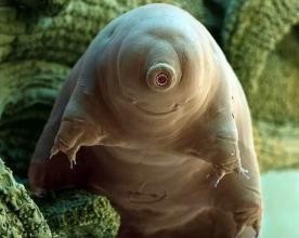 永远都不会死的“多嗜极生物”水熊虫，可爱只是表象