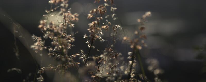 满天星叶子干枯怎么办(图)(图1)