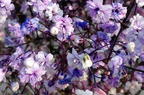 满天星叶子干枯怎么办(图)(图3)