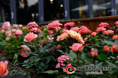 ​“春天在哪里 昆明告诉你”第一站 记者体验团登西山公园感受历史古韵