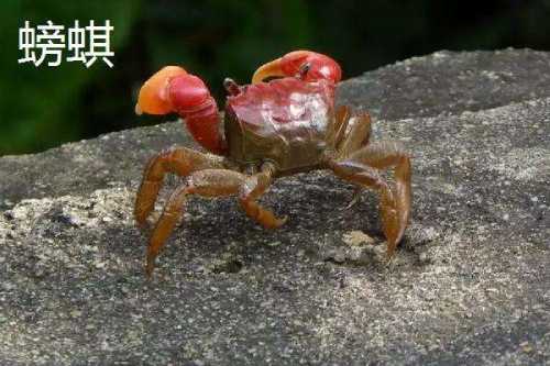 螃蜞和螃蟹的区别 螃蜞和螃蟹的区别