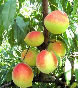 ​栽种历史近500年，韶关翁源九仙桃喜获丰收