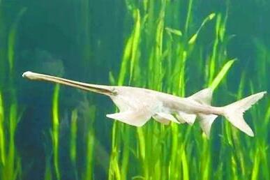 长江白鲟鱼为什么会毁灭 长江白鲟终归是什么鱼？